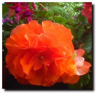 Begonia