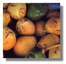 Coconuts