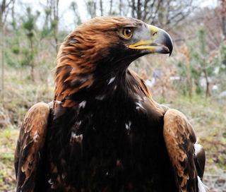 Golden Eagle