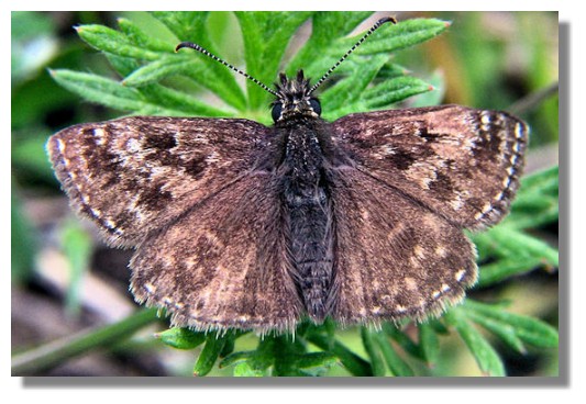 Dingy Skipper