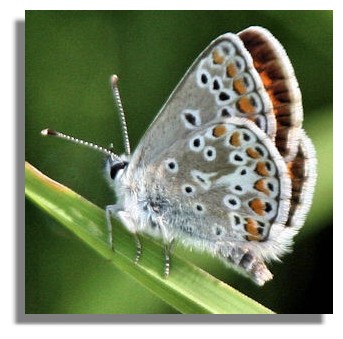 Northern Brown Argus (Plebeius [Aricia] artaxerxes)