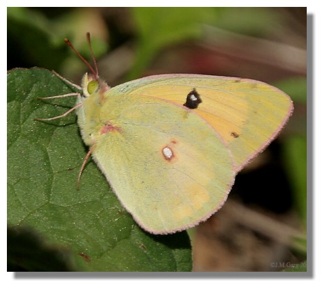 Clouded Yellow Butterfly