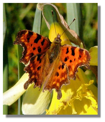 Comma