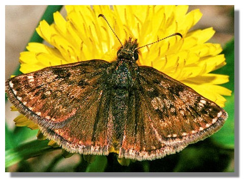dingy Skipper Butterfly