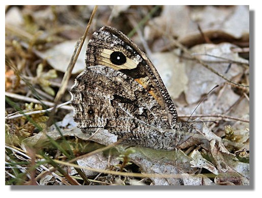 Grayling