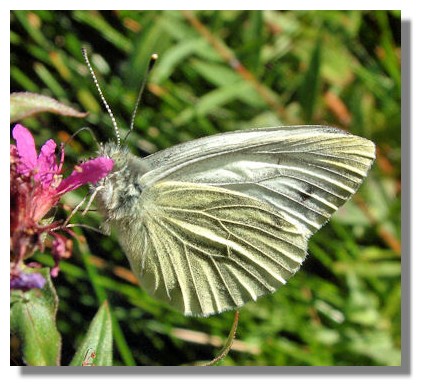 Green-veined White Butterfly