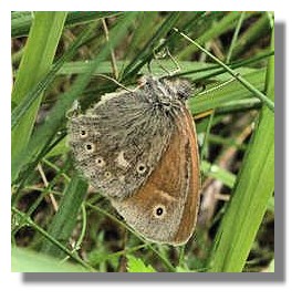 Large Heath