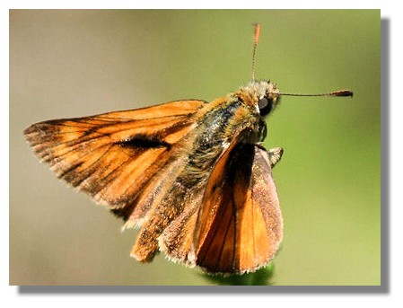 Large Skipper