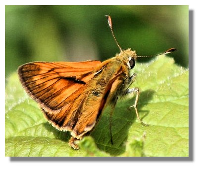 Large Skipper