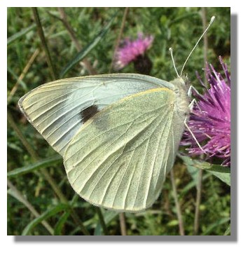 Large White