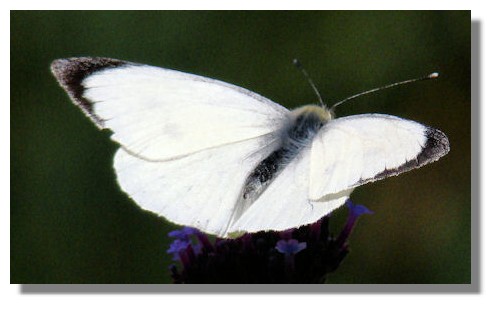 Large White Butterfly, Large White Butterfly Pictures