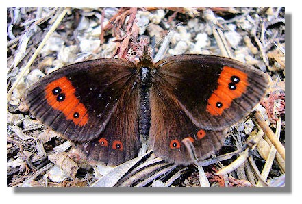 Butterflies of Scotland - Mountain Ringlet