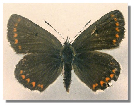 Northern Brown Argus (Plebeius [Aricia] artaxerxes)