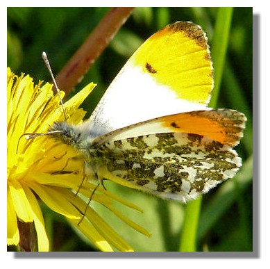 Orange Tip Butterfly