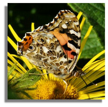 The Painted Lady is found worldwide, with the exception of South America.