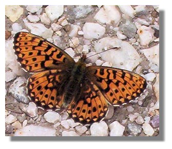 Pearl-bordered Fritillary