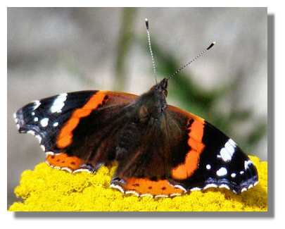 Red Admiral