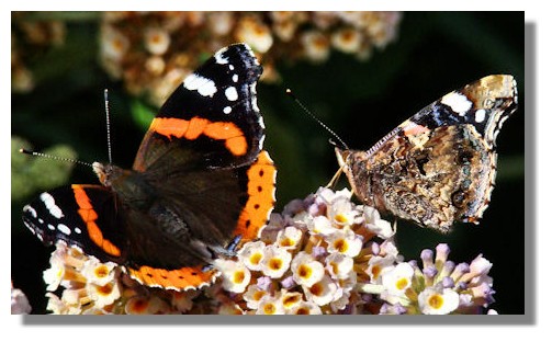 Red Admiral