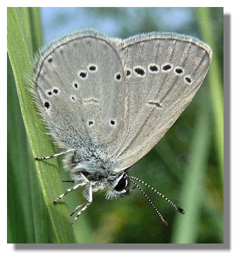 Small Blue