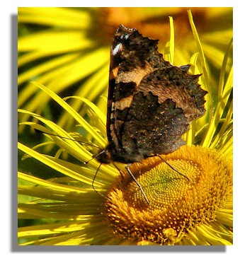 Small Tortoiseshell Butterfly, Small Tortoiseshell Butterfly Pictures