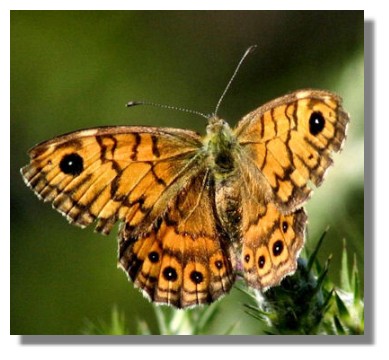 Wall Brown