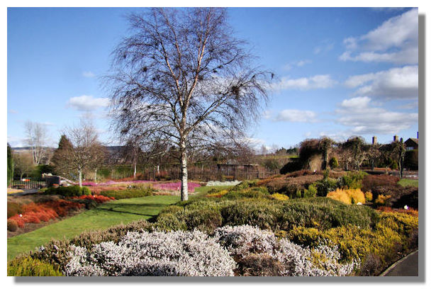 Bells Heather Garden, Perthshire