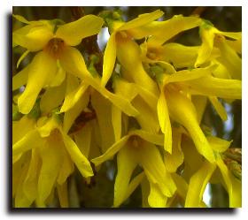 Forsythia