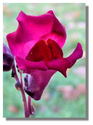 Snapdragon Flower Tattoo