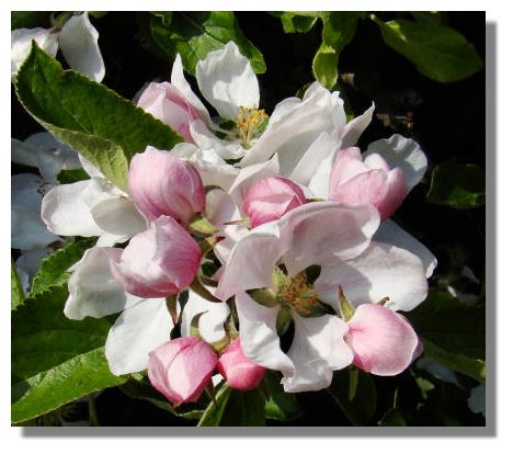 The pink on the outside of the petals of the apple blossom adds to the 