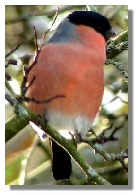 Bullfinch