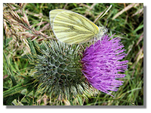 Green Veined White Butterfly