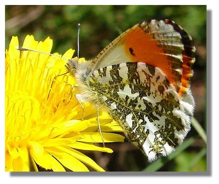 Orange Tip Butterfly, Orange Tip Butterfly Pictures