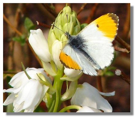 Orange Tip Butterflies