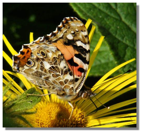 as the Peacock and Comma with very dark undersides) the Painted Lady is as the Peacock and Comma with very dark undersides) the Painted Lady is