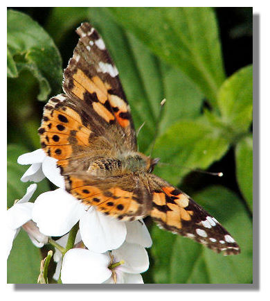 Each year, the Painted Lady butterfly spreads northwards from the desert 