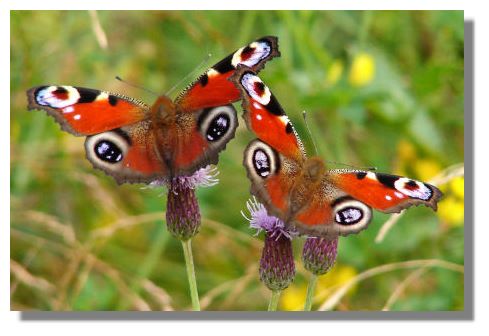 peacock butterflies