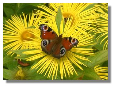 Peacock Butterfly