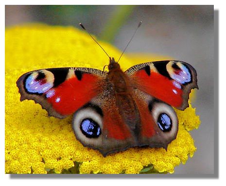 peacock butterflies