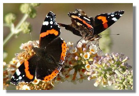 There are not many butterflies flying around now, so it was a pleasant 