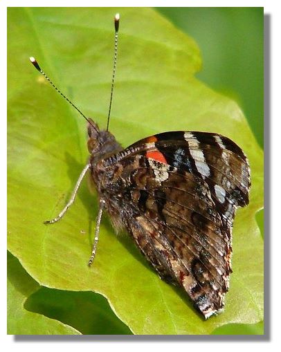 Red Admiral Butterfly