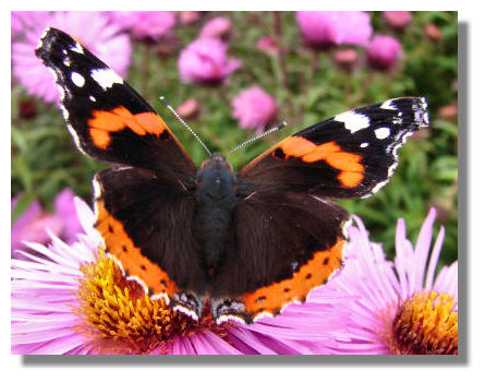 Red Admiral Butterfly, Red Admiral Butterfly Pictures