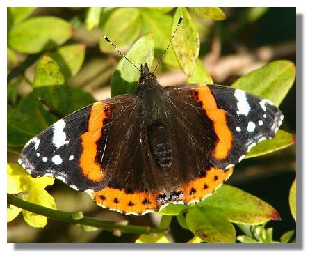 Red Admiral Butterfly