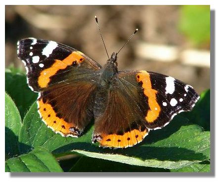 Red Admiral Butterfly, Red Admiral Butterfly Pictures