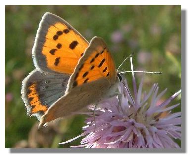 Small Copper Butterfly