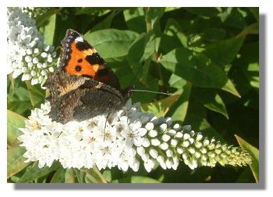 Small Tortoiseshell Butterfly