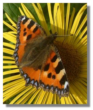 Small Tortoiseshell Butterfly