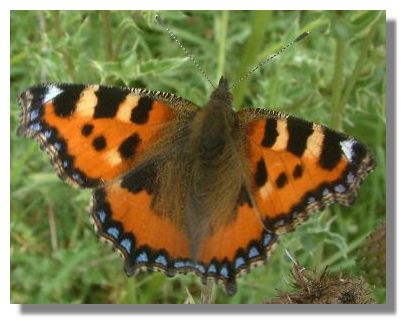 Small Tortoiseshell Butterfly