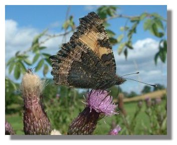Small Tortoiseshell Butterfly