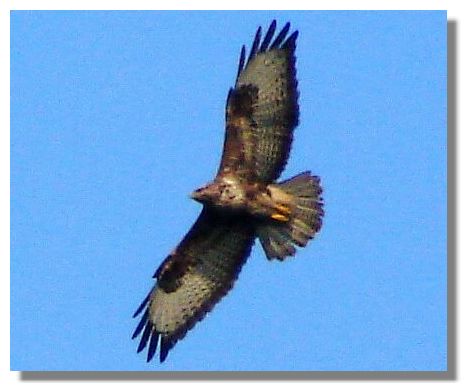 Buzzard
