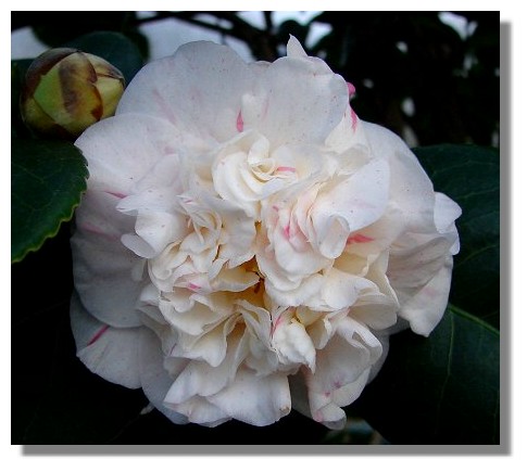 Camellia